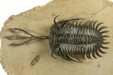 Spiny Trident Walliserops Trilobite - Foum Zguid, Morocco #344457-1